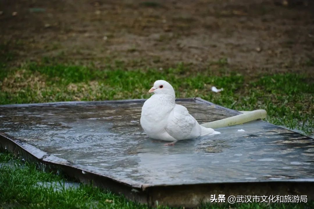 又美丽又好玩的地方,又美又惬意的旅游