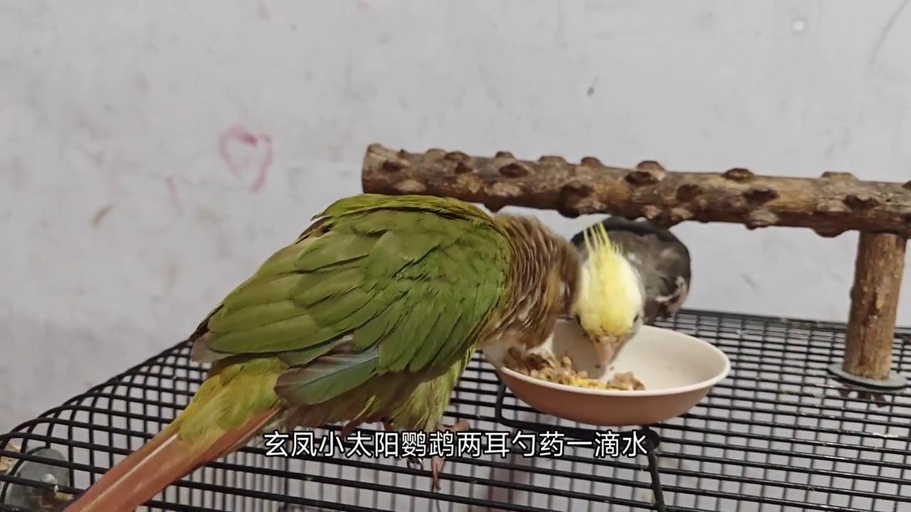 宠物鸟暴走怎么办,宠物鸟失温如何抢救