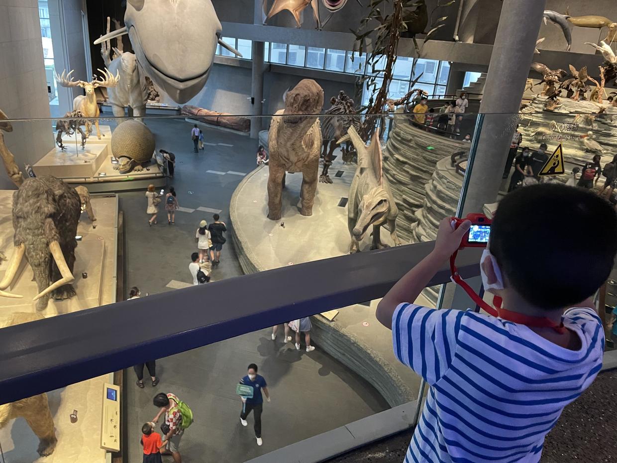 上海自然博物馆参观攻略,上海值得看的自然博物馆