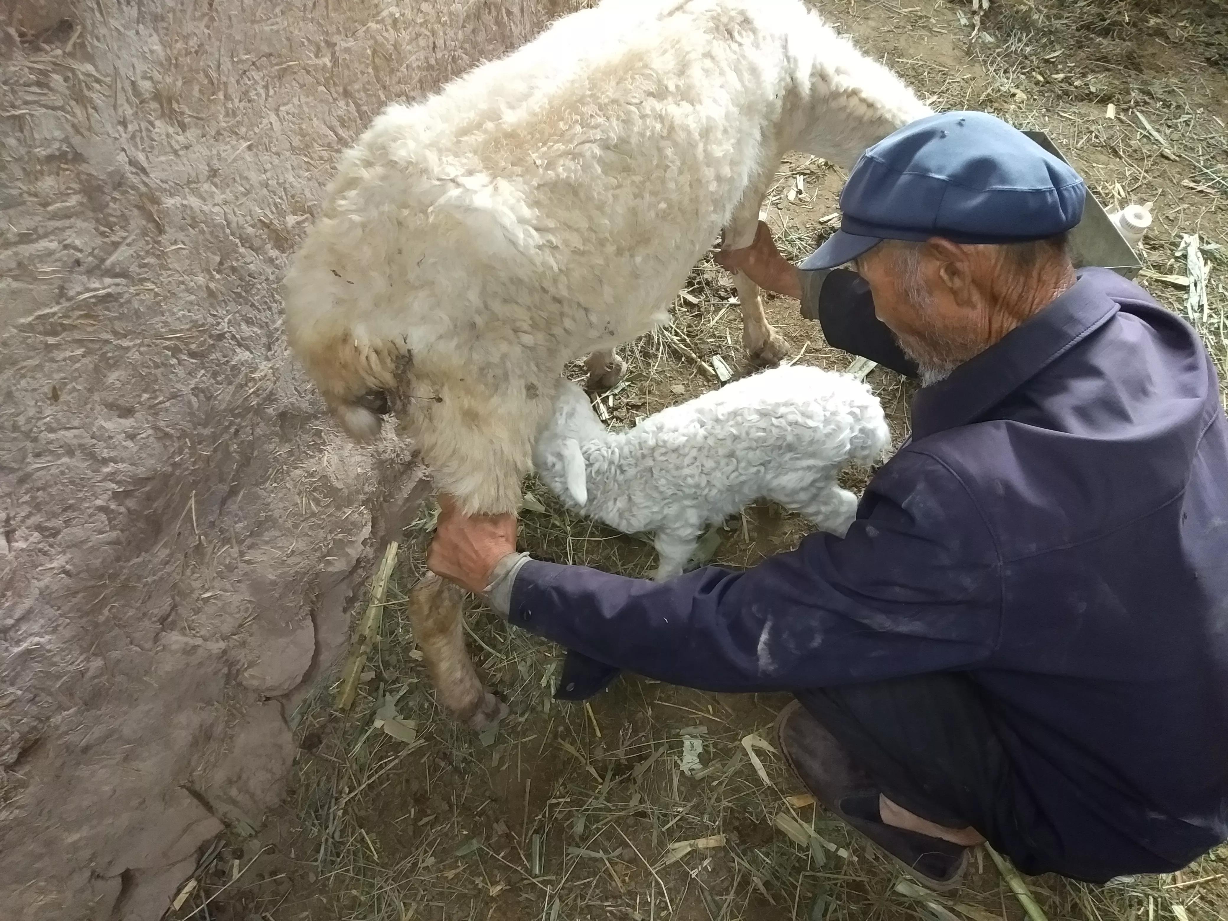母羊不孕怎么办,养羊常见几种母羊不受孕的原因