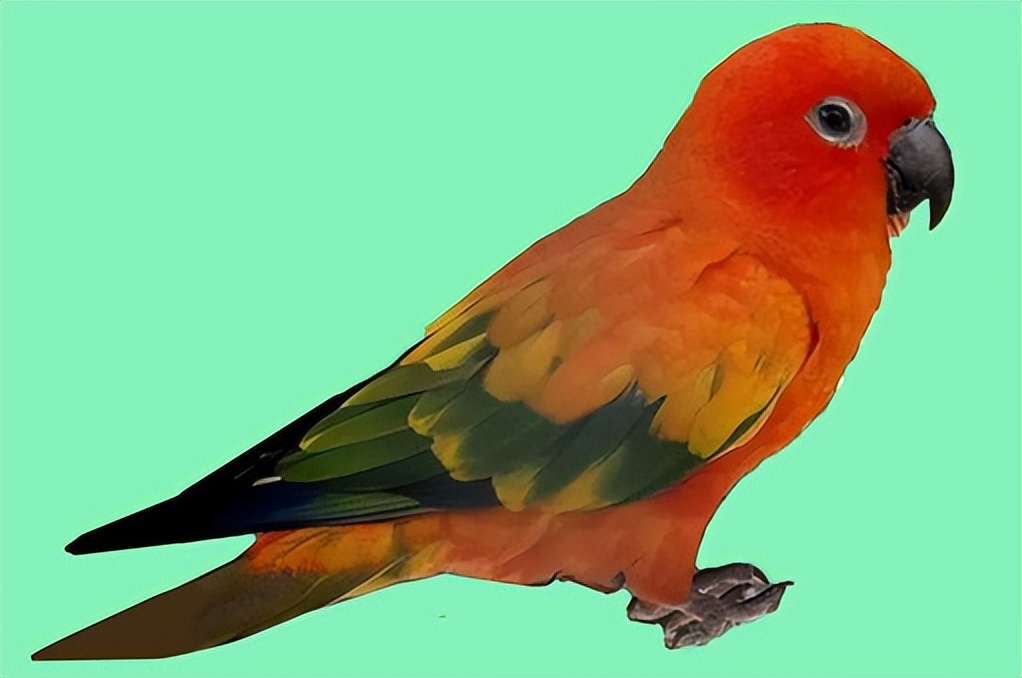 和尚鹦鹉幼鸟上下点头是什么意思,玄凤鹦鹉上下点头什么原因