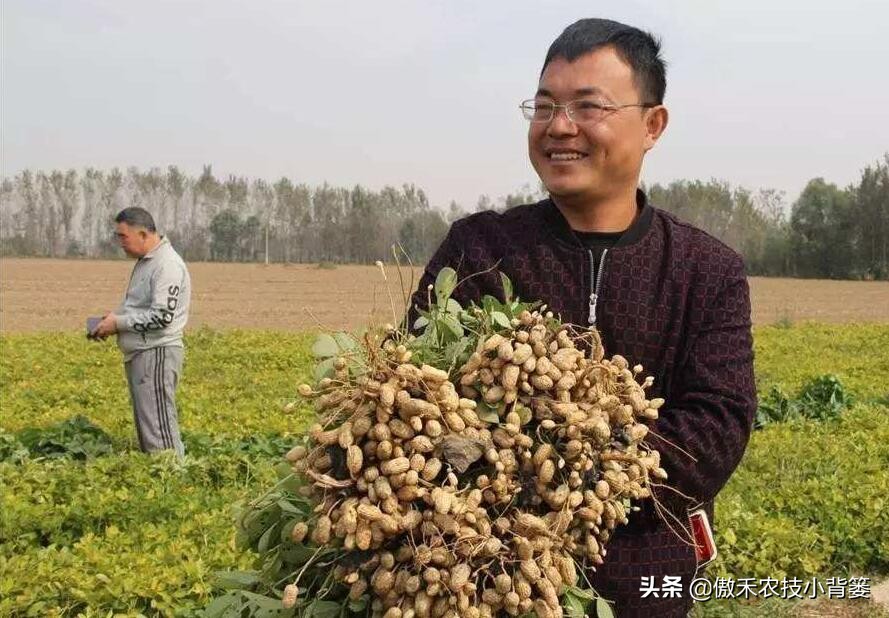 花生种植巧浇水，既能促根壮苗棵，又能促进开花结荚多收花生果