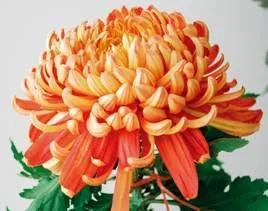 清雅花卉园艺景观,意境清雅的花草