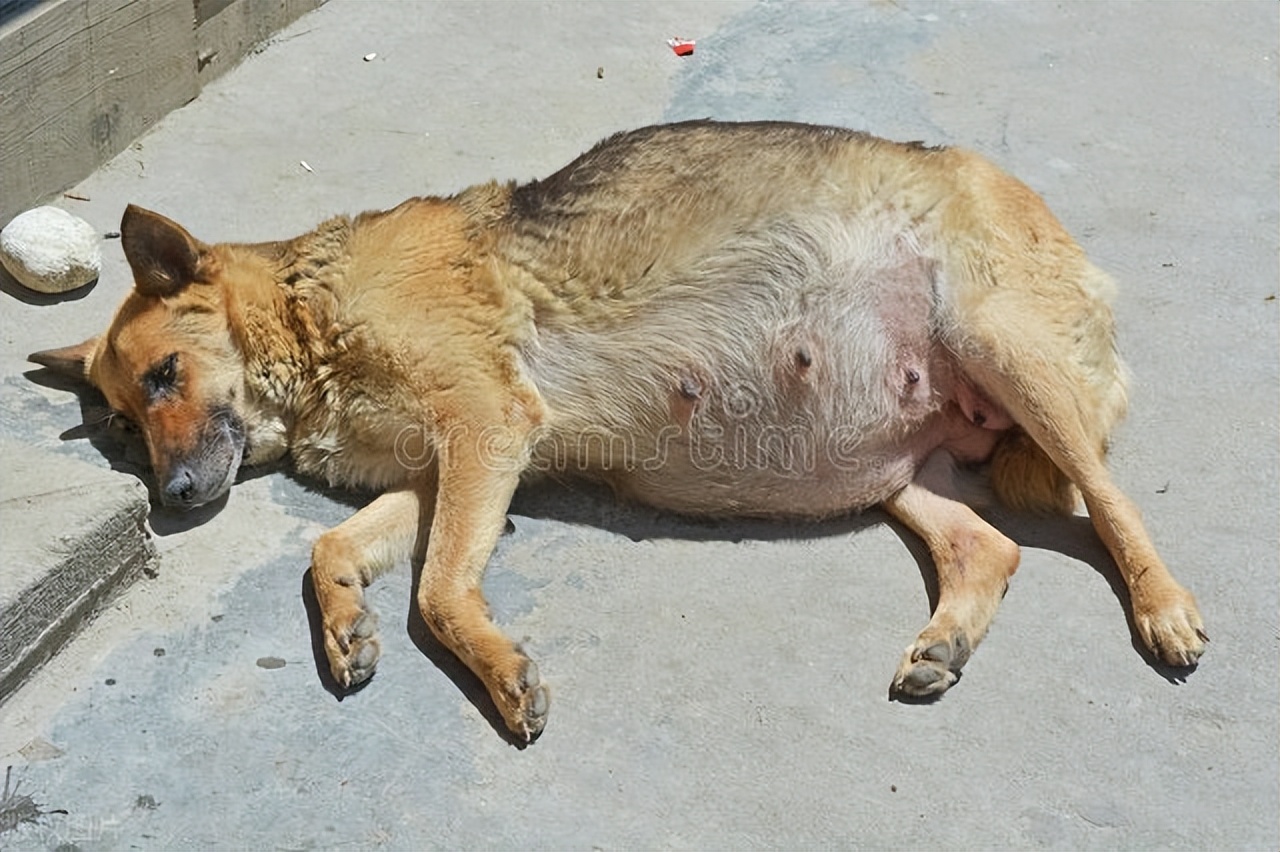 约克夏狗狗怀孕的症状,狗狗怀孕最后一周的症状