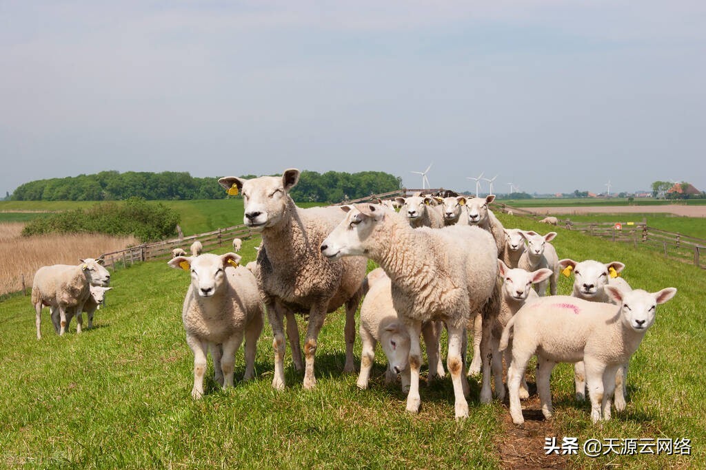 养羊技术羊口疮,养羊为什么那么多羊痘