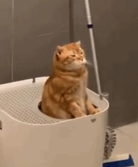 三天没铲屎猫咪会生病吗,小猫咪便秘了拉稀屎怎么办