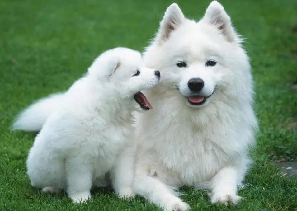 百度一下萨摩耶的优点与缺点,萨摩耶狗狗缺点优点