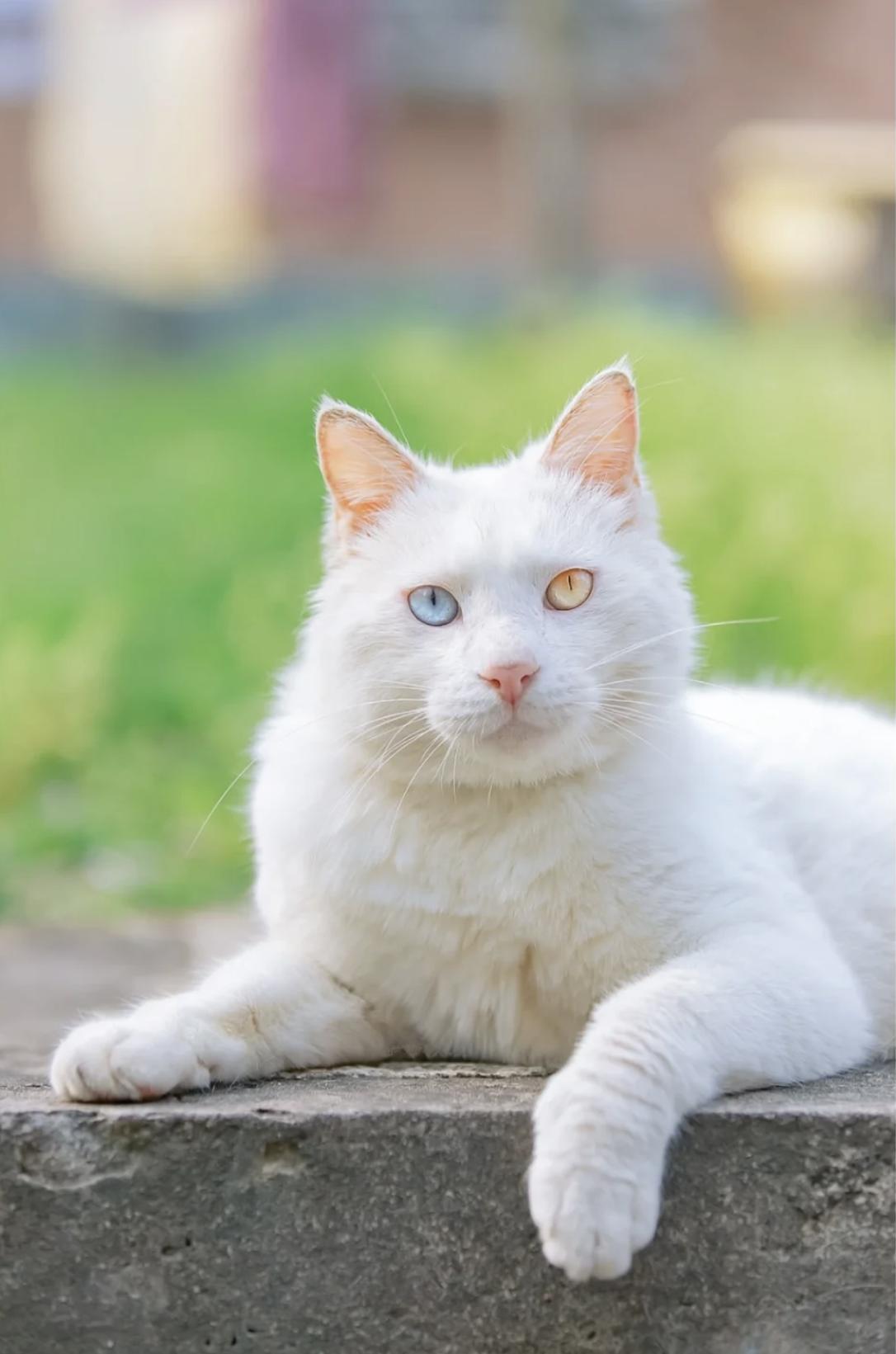 治愈系壁纸｜132张可爱小猫咪的样子