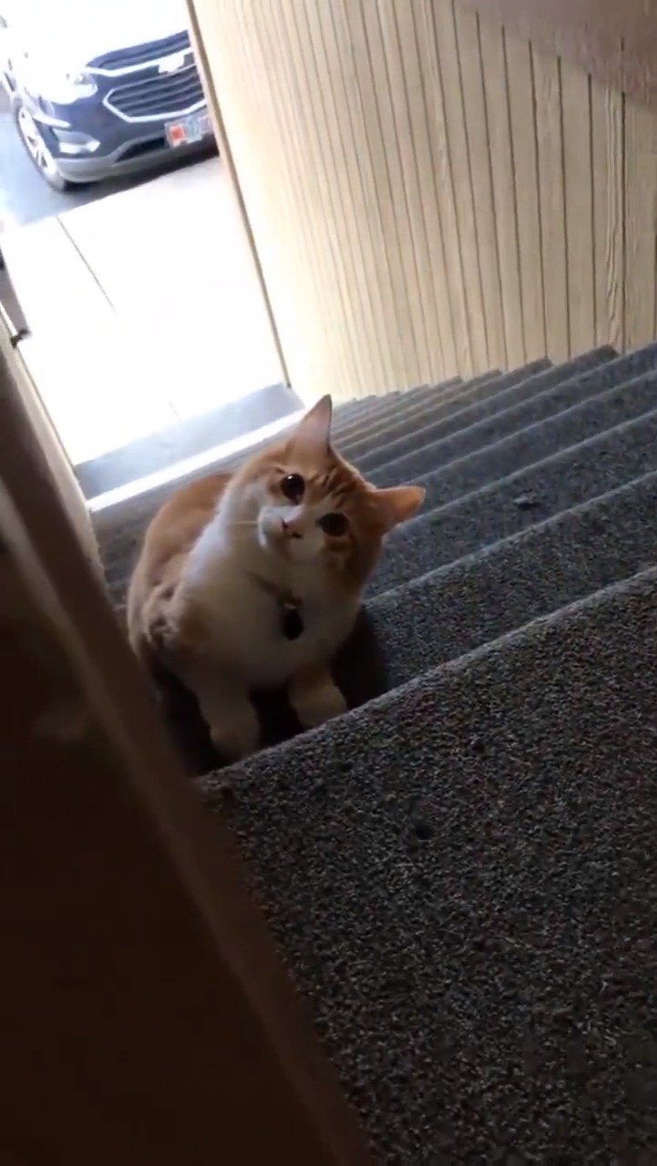 家猫适合养什么品种,最好养最粘人的十种长毛猫