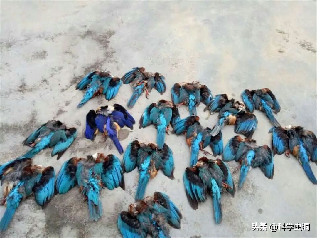 天津一女子买鸟头吊坠被判刑10年,天津女子购买吊坠