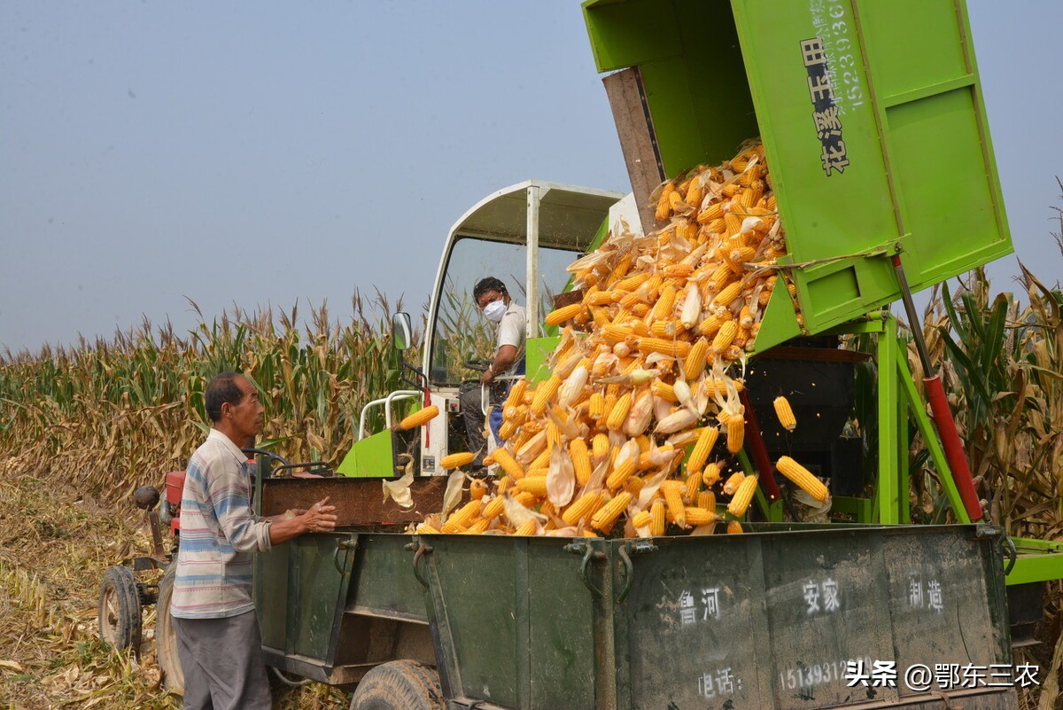 立秋有雨词句,立秋有雨谚语