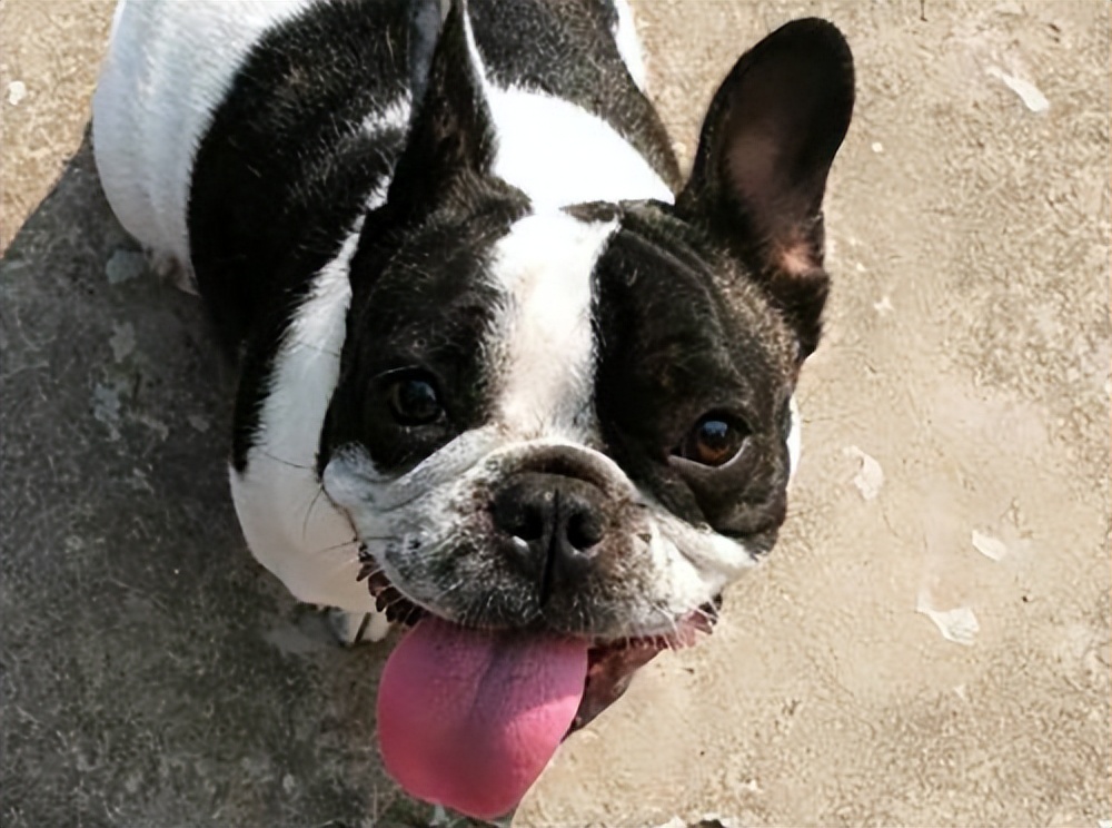 法牛有泪痕怎么处理,法牛有体臭怎么办