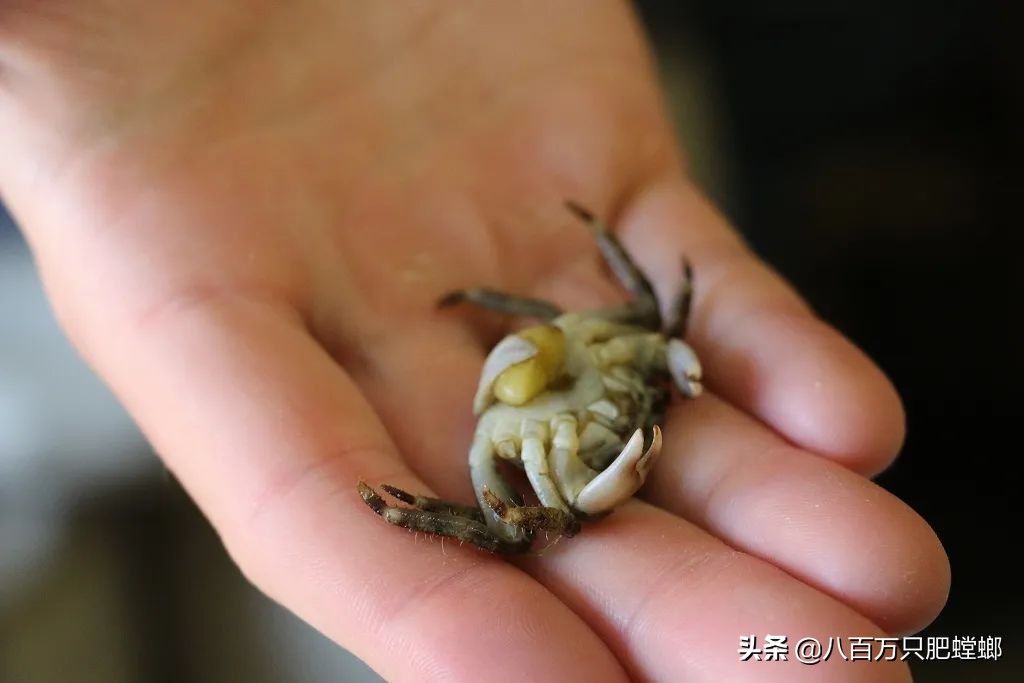 被寄生的螃蟹有意识吗,被寄生了的螃蟹