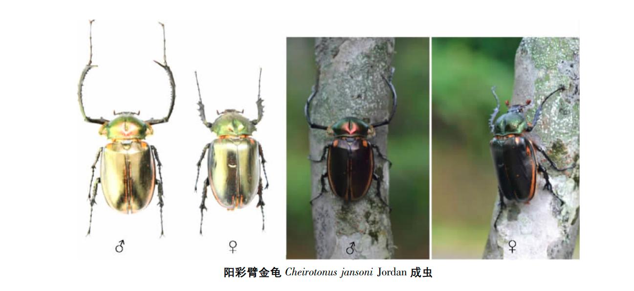 阳彩臂金龟已经灭绝了吗,阳彩臂金龟真的灭绝了没