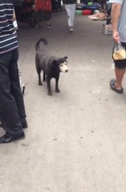 狗子毛色发亮,狗子毛色发红