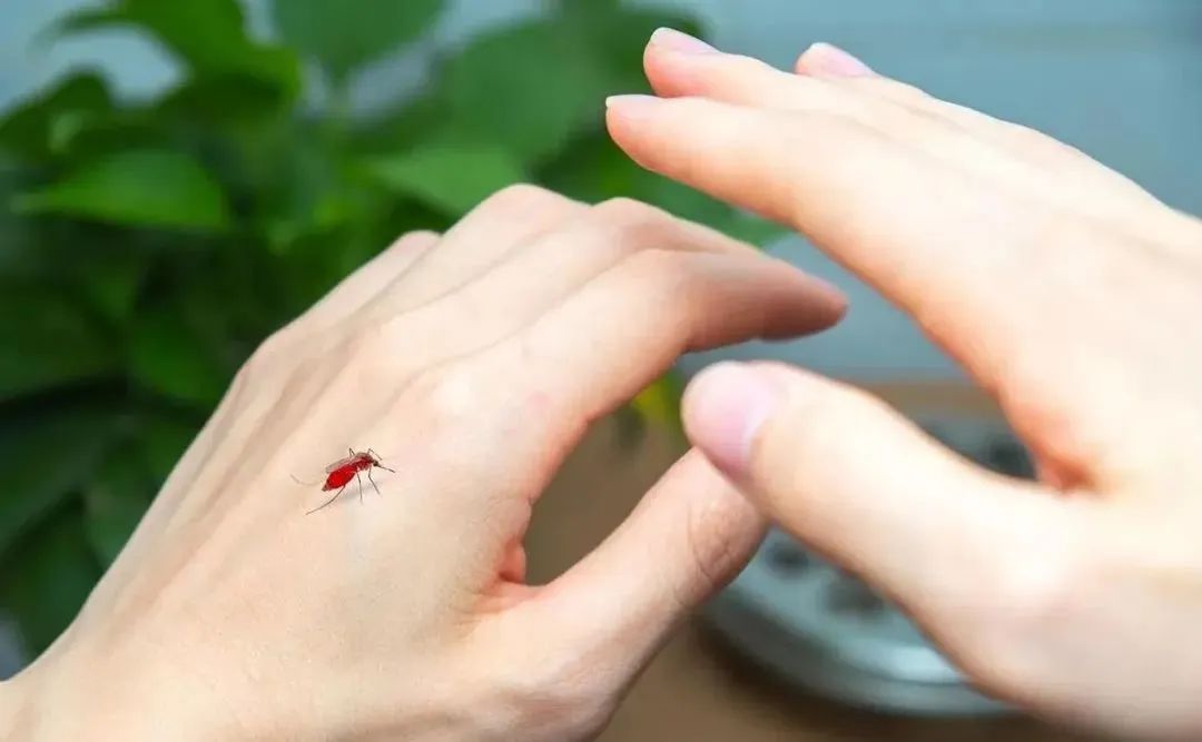 没蚊香睡觉防蚊子的最好办法,蚊子怕什么不用点蚊香用这几招