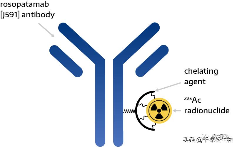Convergent公司筹集资金用于开发治疗前列腺癌的放射*药性**物