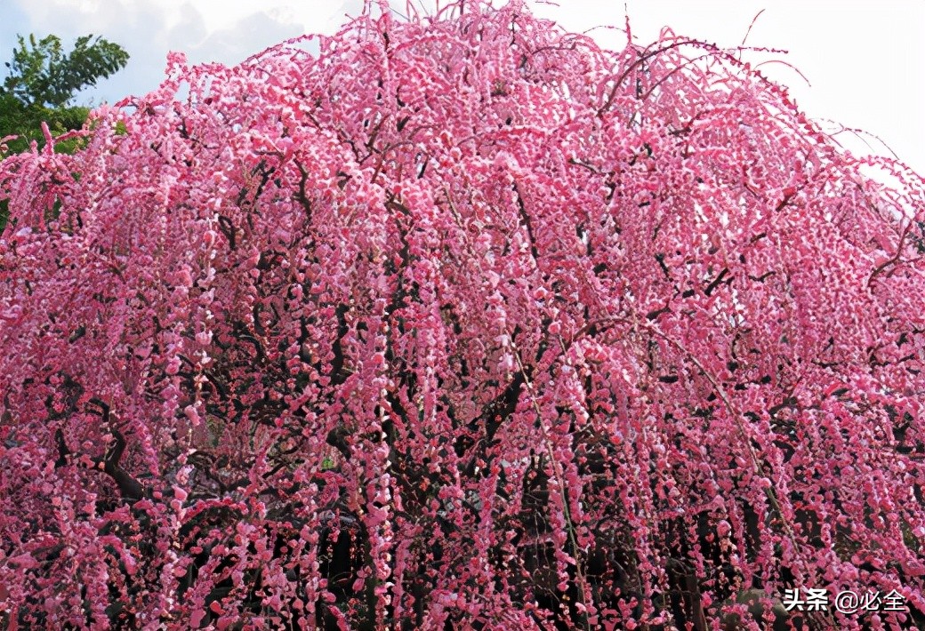 未来10年樱花市场前景怎样,哪种樱花有发展前景