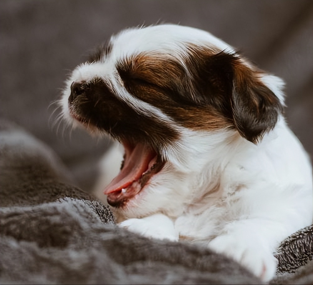 狗狗总是睡不踏实是怎么回事,狗狗总是很困怎么回事