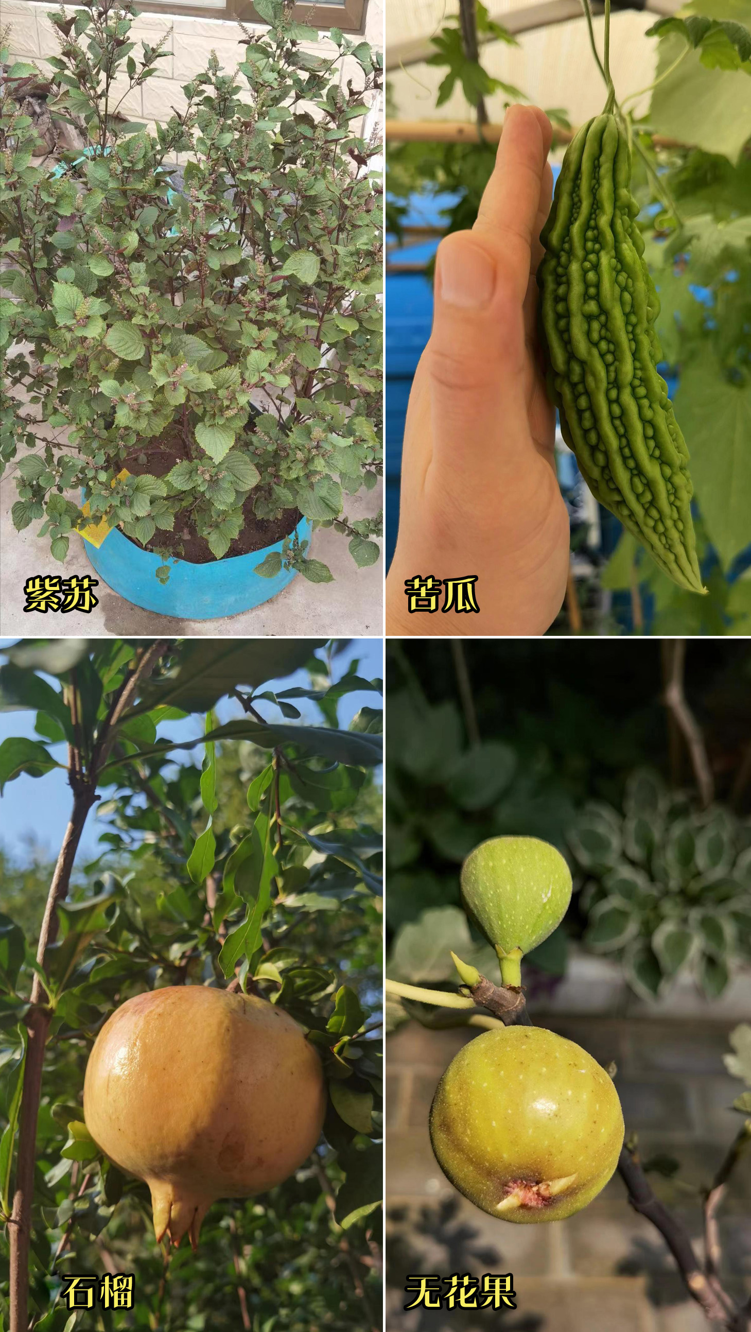 张颂文田园生活,张颂文住的院子什么样子的