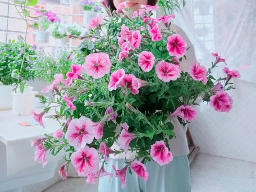 这8种花最旺家只需养一盆,什么花好看18种花又好养