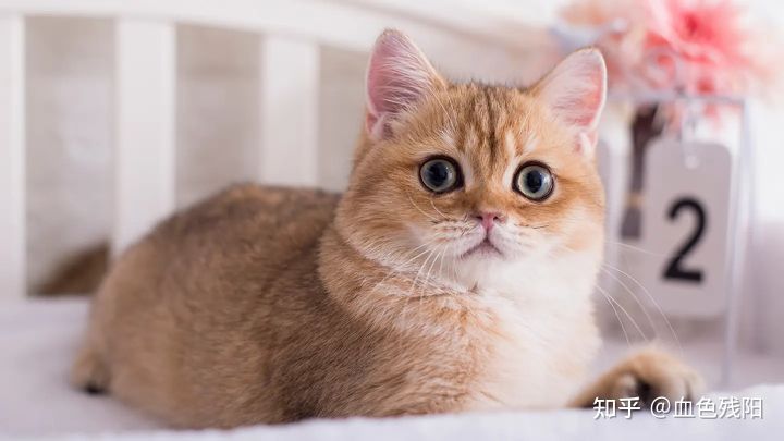 夏天预防猫咪中暑,天气太热了猫咪中暑了怎么办