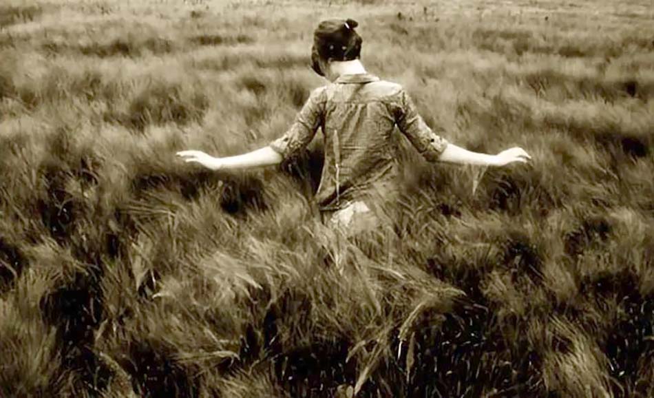 鍏充簬鐭ラ潚灏忚绯诲垪,鐭ラ潚灏忚鑽掑師