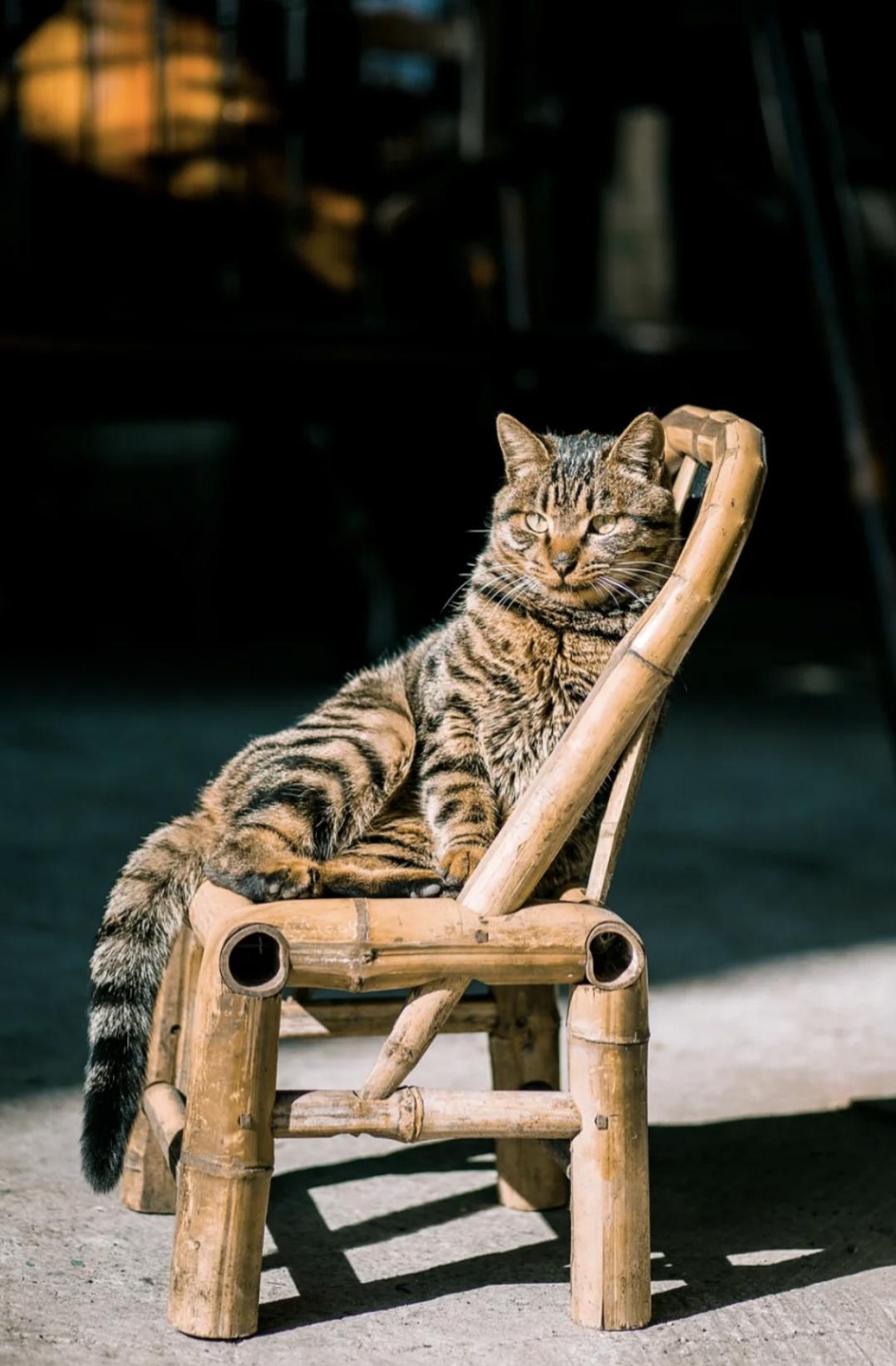 治愈系壁纸｜132张可爱小猫咪的样子