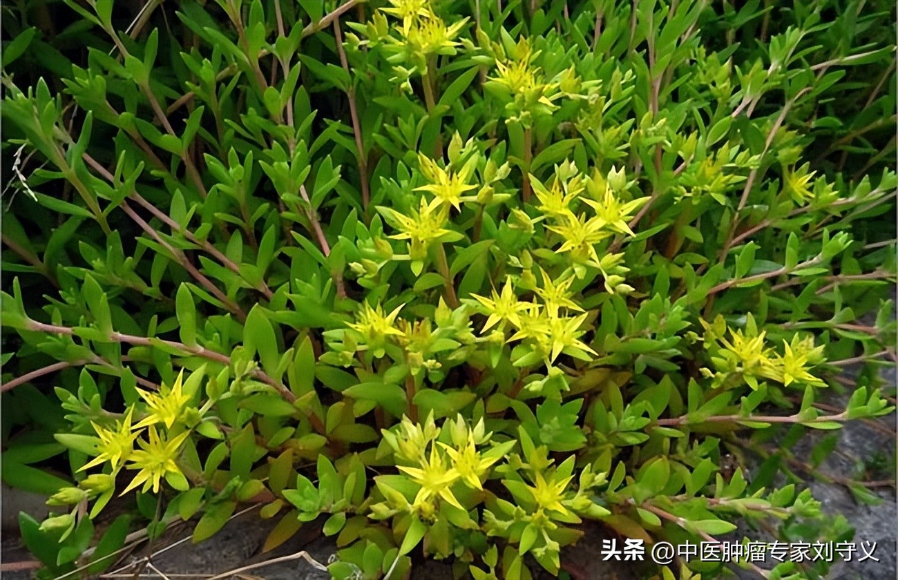 中华医药垂盆草的神奇功效与作用,垂盆草治癌症的吃法