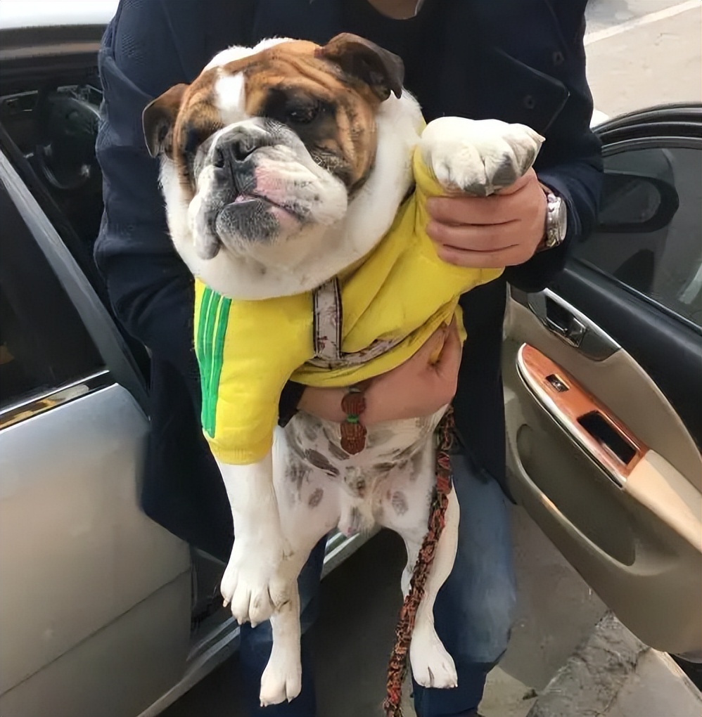 英国斗牛犬和其他的狗狗咋样,美国斗牛犬法国斗牛犬英国斗牛犬