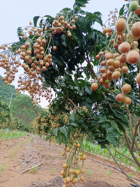 黄皮果什么季节吃,黄皮水果有哪些