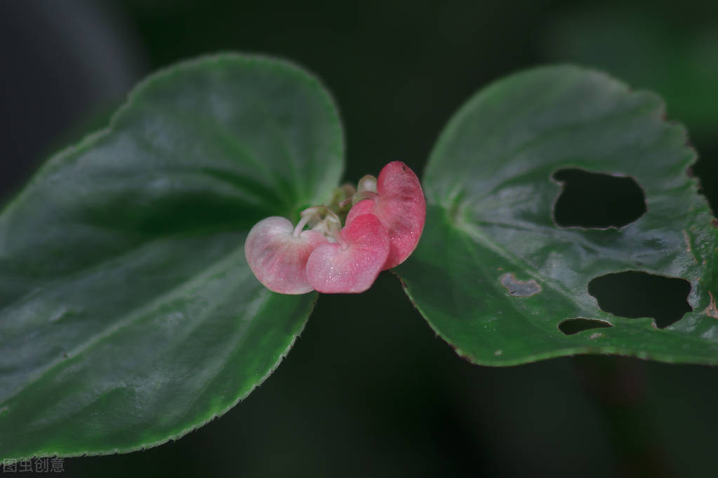 室内种植四季海棠,四季海棠夏季怎么养活