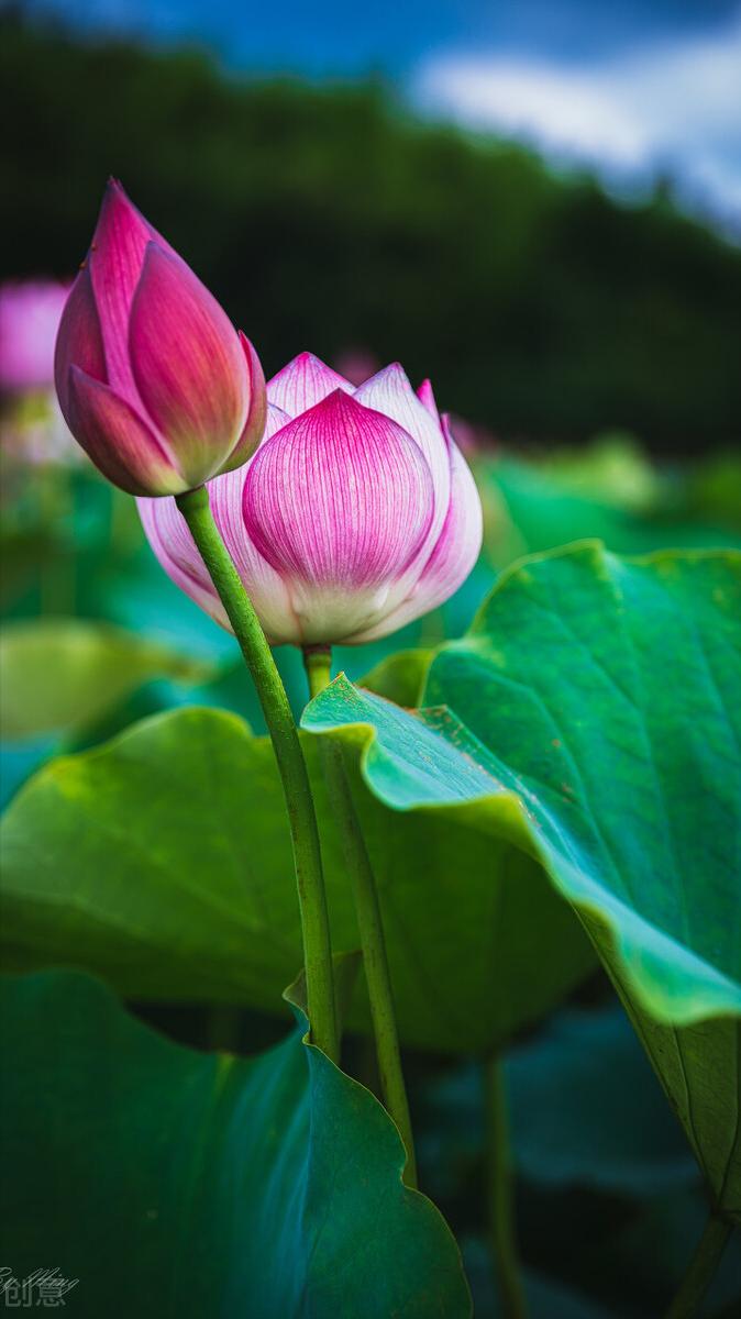 浠ュ杽涓哄弸浠ュ痉涓洪偦,浠ュ杽涓烘湰浠ュ痉涓洪偦