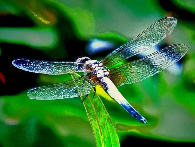 初秋：想起“洋叮叮”尾巴长