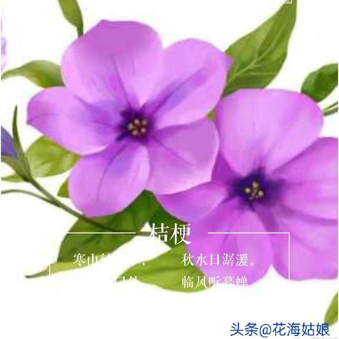 少壮不努力老大徒伤悲作者,少壮不努力老大徒伤悲意思