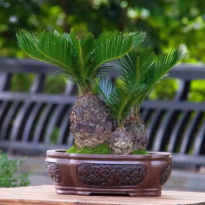 家里养的六棵风水树,4种守家树旺宅又高档