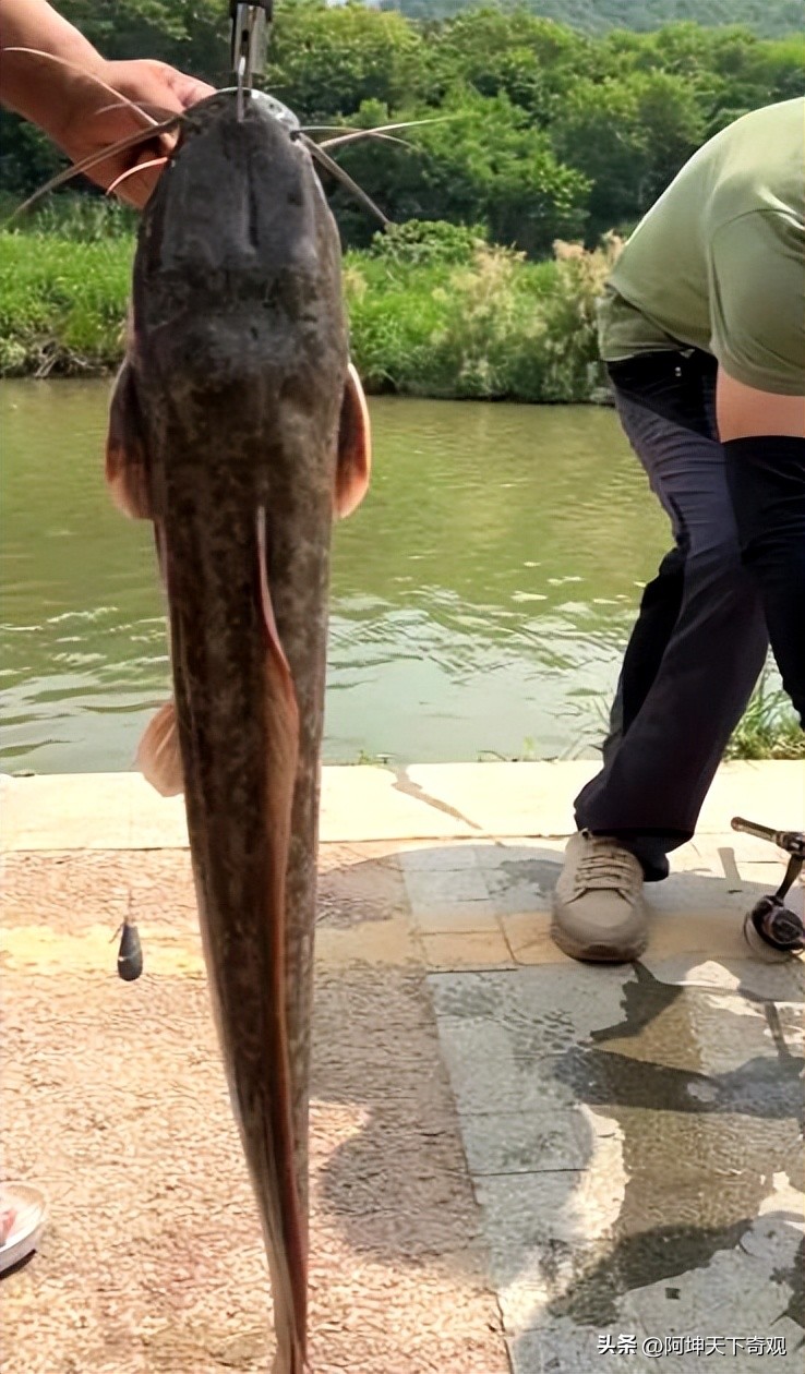 致全市垂钓爱好者,野钓小众的钓鱼地点