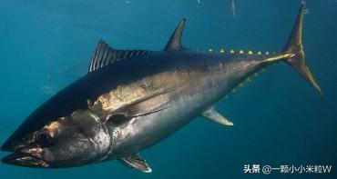 台湾十大美食街,台湾特色美食小吃介绍