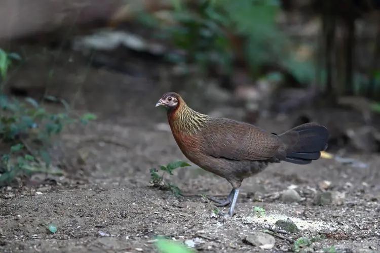 250cc血换30枚蛋！台湾省缺蛋让民众崩溃，大陆为啥没有缺蛋荒？
