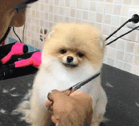 宠物狗哪种比较好养不叫,什么宠物狗最好养又听话不拆家