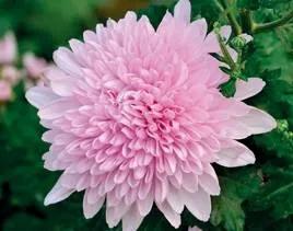 清雅花卉园艺景观,意境清雅的花草