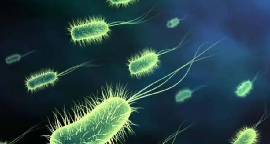 中国常见的斑鸠,斑鸠为何很少看到斑鸠巢穴