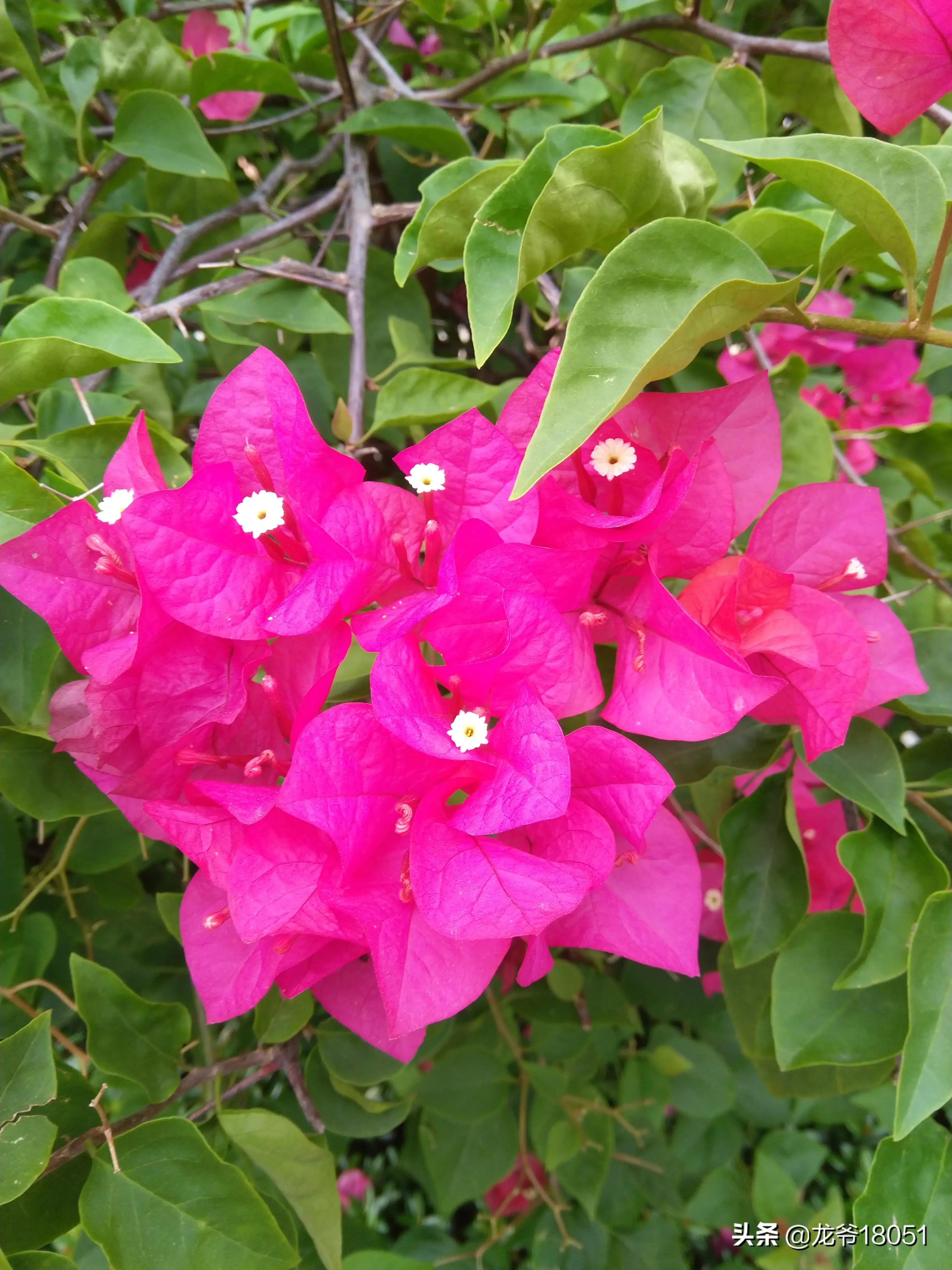 国色绽放红胜火，凌霄花开分外香