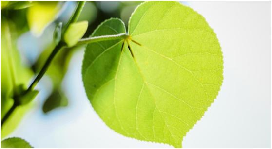 夏天高温降温茶怎么喝最好,夏季解暑茶什么时间喝