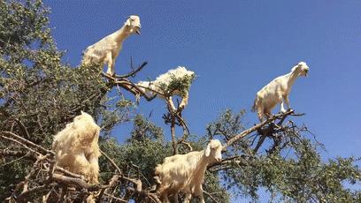 摩洛哥踢球干净吗,摩洛哥的羊为什么上树