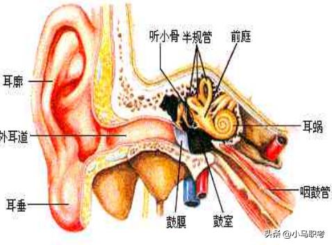 感统训练师需要哪方面知识,感统课前庭觉训练项目
