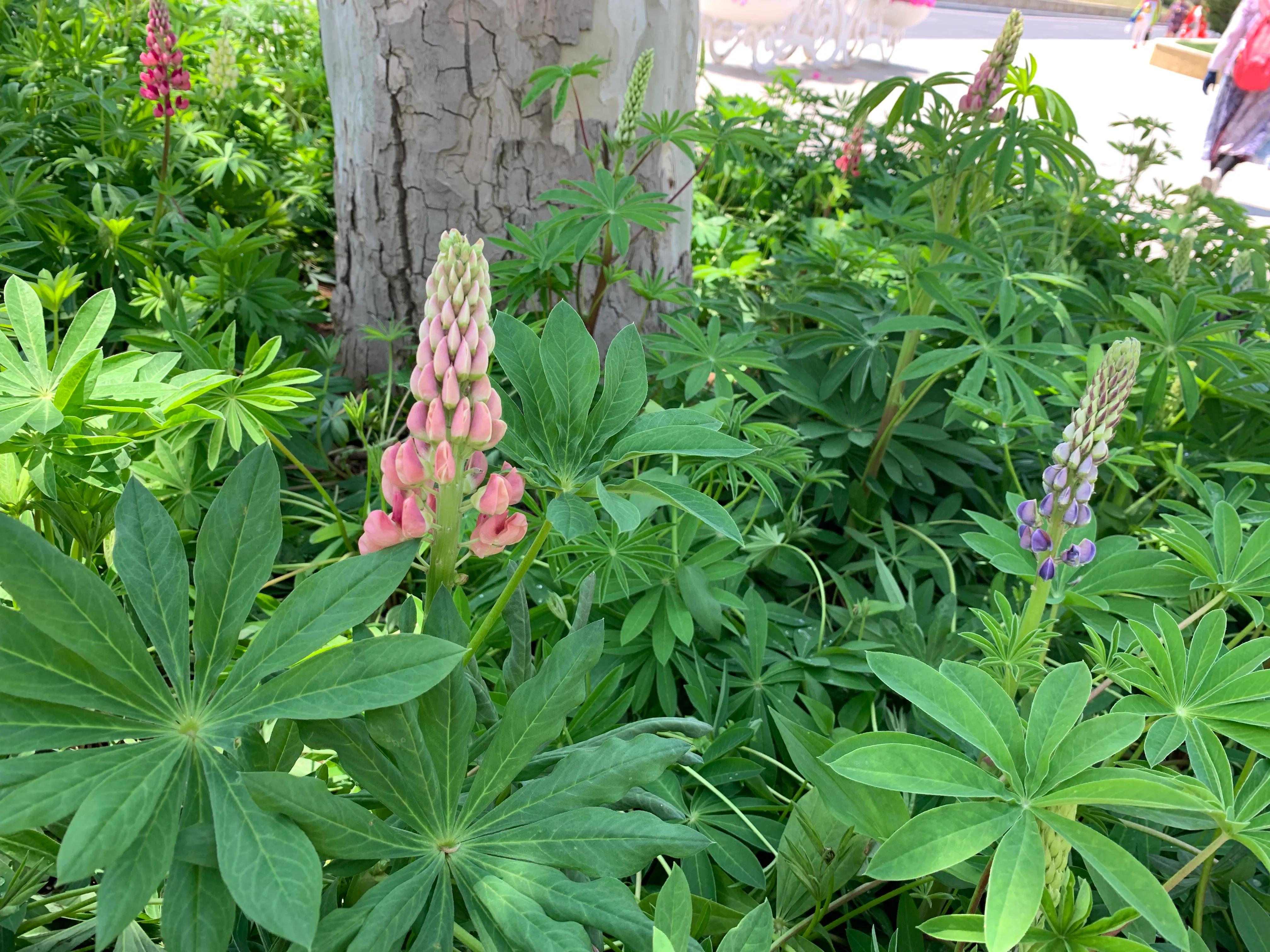 大连动物森林公园旅游攻略,大连森林动物公园旅游攻略