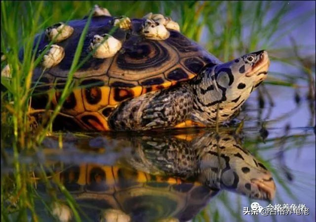 给刚出生的龟苗换水视频,养小龟苗怎么换水比较好