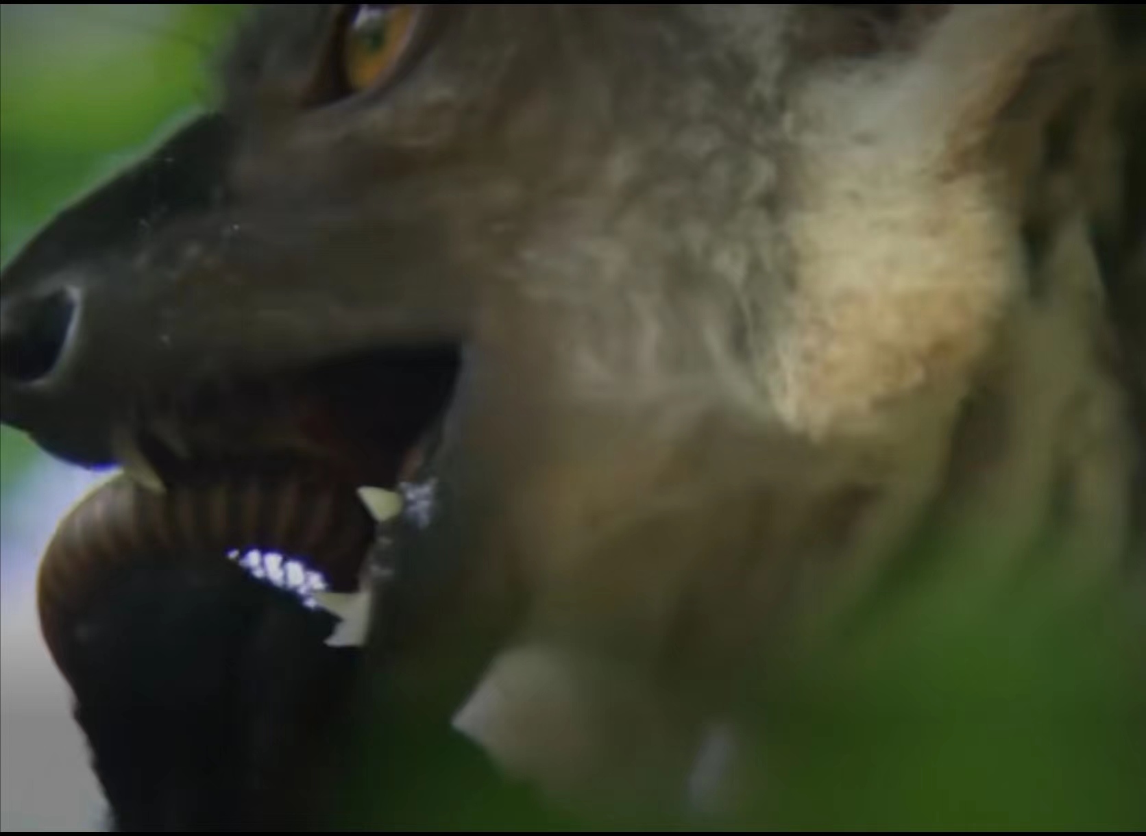 猴族瘾君子，把马陆当*品毒**吸？怎么刺激怎么来！