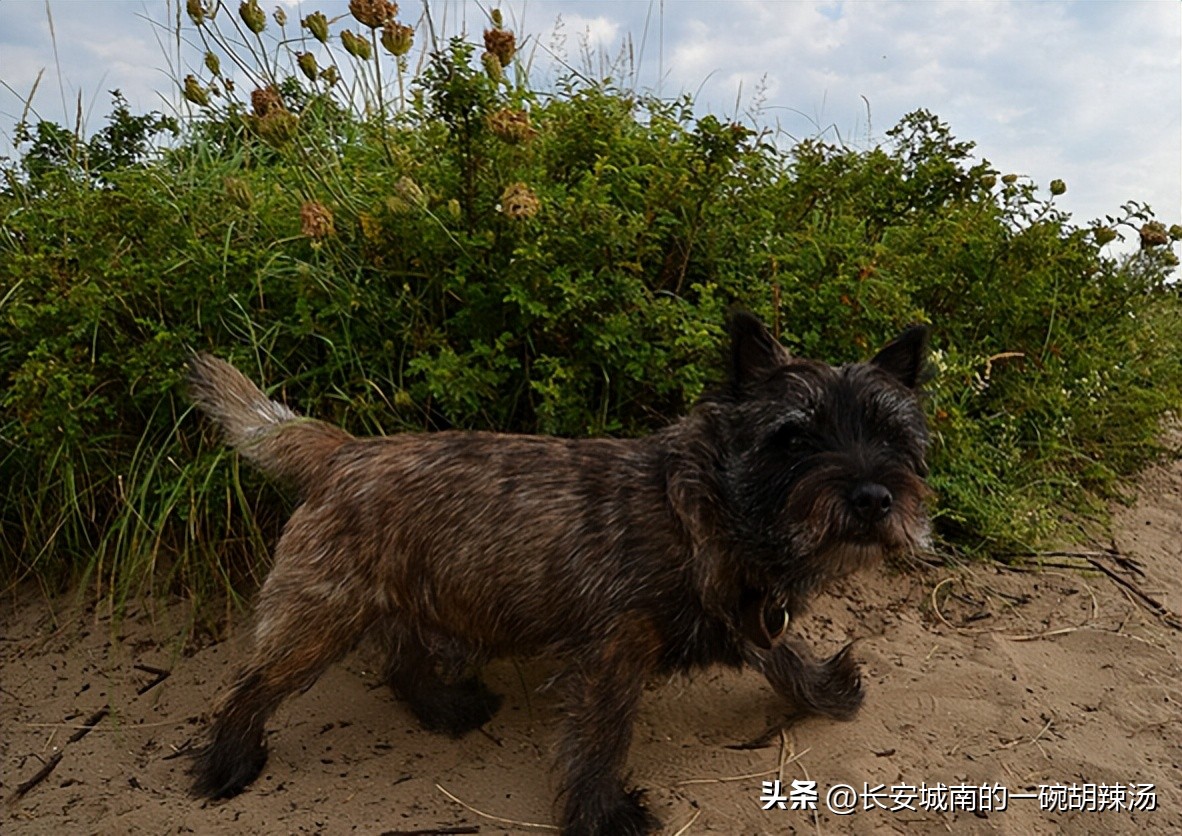 世界名犬大赛全程视频,西藏有哪些世界名犬